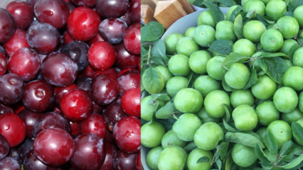 Kokie yra žaliųjų ir raudonųjų vyšnių slyvų pranašumai? Ką veikia raudonųjų vyšnių slyvų sultys?