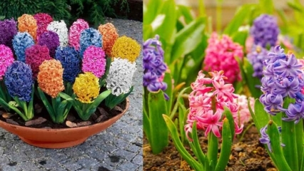 Kaip užauginti hiacinto gėlę Kaip dauginti hiacinto gėles?