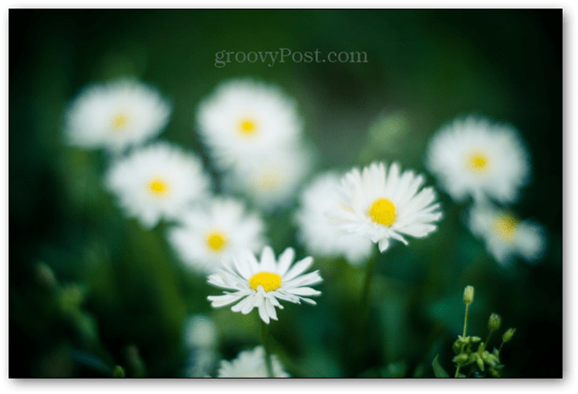 pavyzdys foto bokeh 50 mm 50 mm objektyvo fokusavimo fonas neryškus nikkor 50 mm 50 mm f / 1.4 1.4 diafragma 