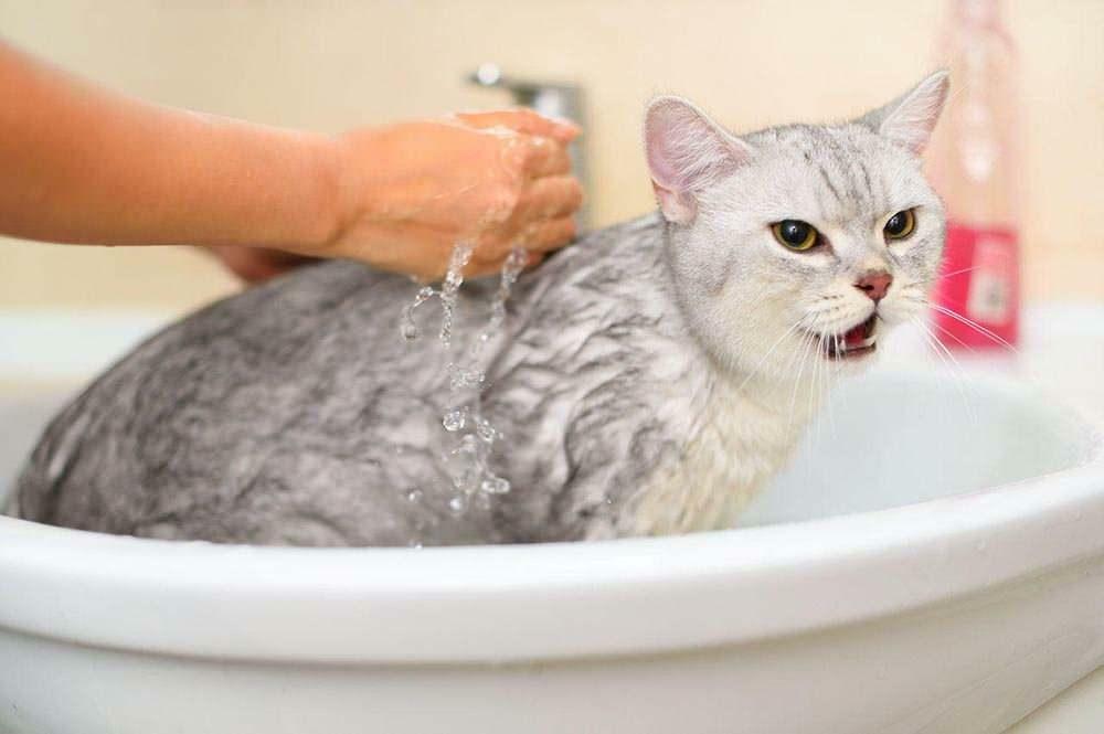 Kaip nuplauti katę