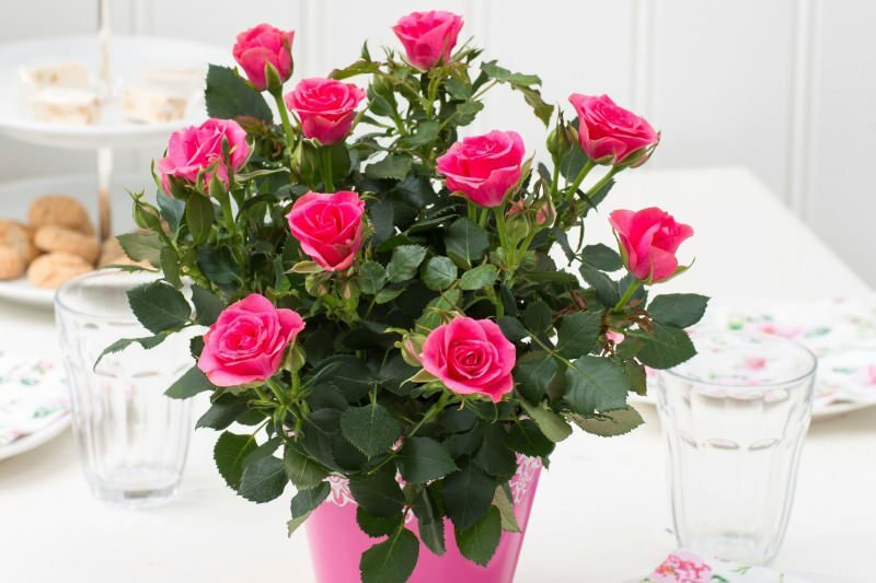 Kaip auginti rožes vazonuose? Rožių auginimo patarimai namuose ...