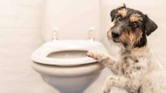 Kaip sudaryti šunų tualeto įpročius