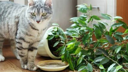 Kaip katės laikomos atokiau nuo augalų?