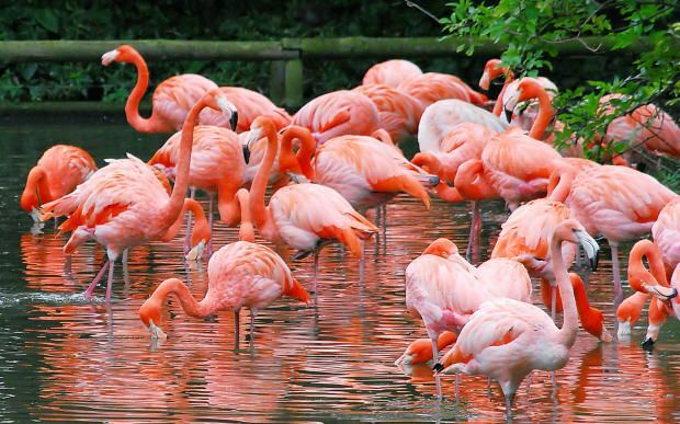 Kur yra „Flamingo“ kaimas? Kaip ten patekti? Kiek kainuoja pusryčiai?