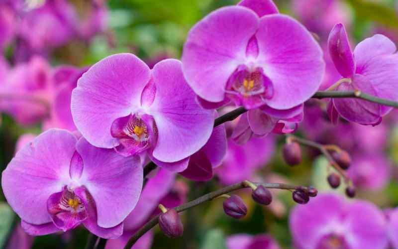 orchidėjų priežiūra