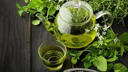 Žaliosios arbatos privalumai! Greitas ir sveikas lieknėjimas laikantis žaliosios arbatos dietos