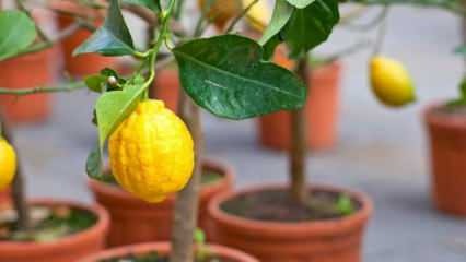 Kaip namuose auginti citrinas vazonuose? Citrinų auginimo ir priežiūros patarimai