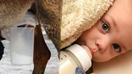 Kuris pienas yra arčiausiai motinos pieno? Kas skiriama kūdikiui, kai trūksta motinos pieno?
