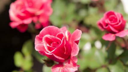 Kaip auginti rožes vazonuose? Rožių auginimo patarimai namuose ...