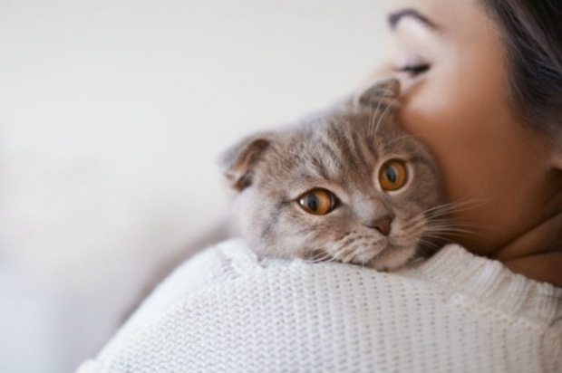 Kaip išvengti kačių streso? 
