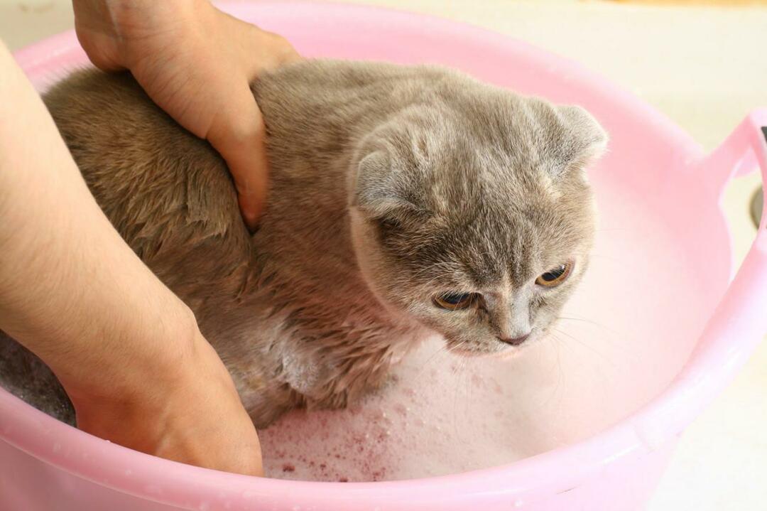 kaip plauti kates
