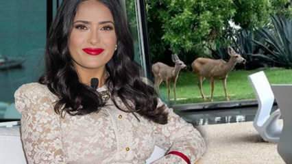 Holivudo žvaigždė Salma Hayek socialinėje žiniasklaidoje pasidalino elniu, kuris įžengė į jos sodą!