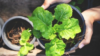 Kaip auginti arugula namuose? Arugula auginimo būdai vazonuose
