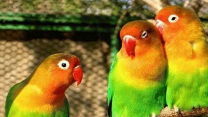 Kaip pasirūpinti meilės paukščiu? Meilės paukščio ypatybės ...