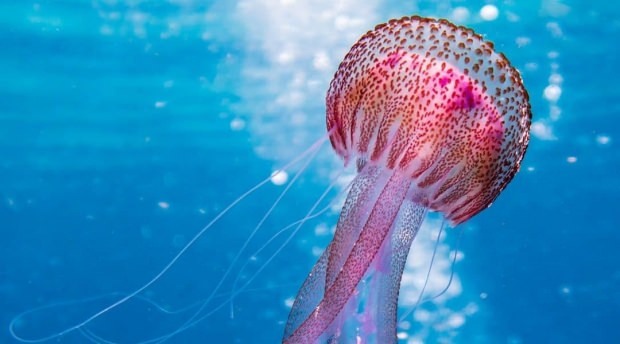 Ką reikėtų daryti dūzgant medūzoms? Ką reikia žinoti apie medūzas ...