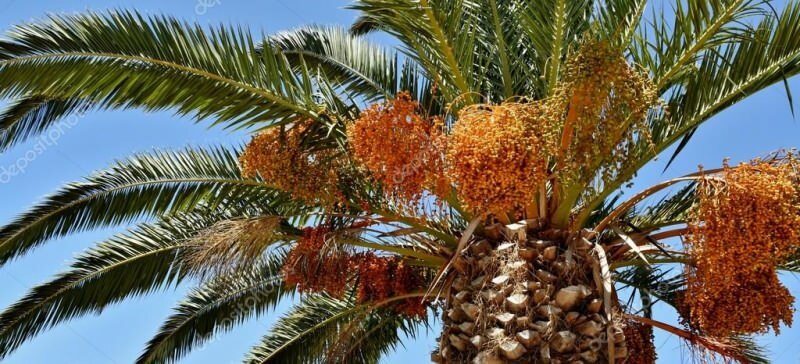 Kas yra palmė? Kokios yra palmės savybės, kaip ją auginti