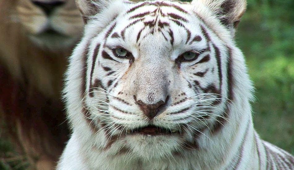 Baltasis tigras zoologijos sode platina pavojų