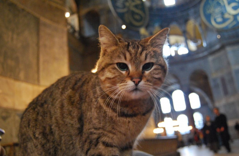 Hagia Sophia katė Gli yra pas veterinarą: laukia jūsų geri linkėjimai!