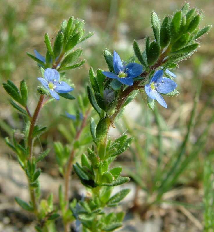 „Speedwell“ naudinga skrandžio negalavimams