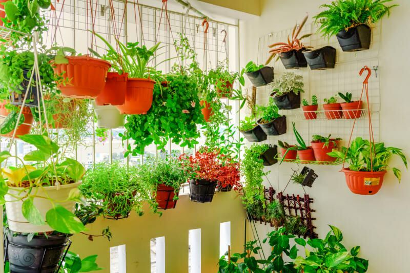 auginti augalus namuose