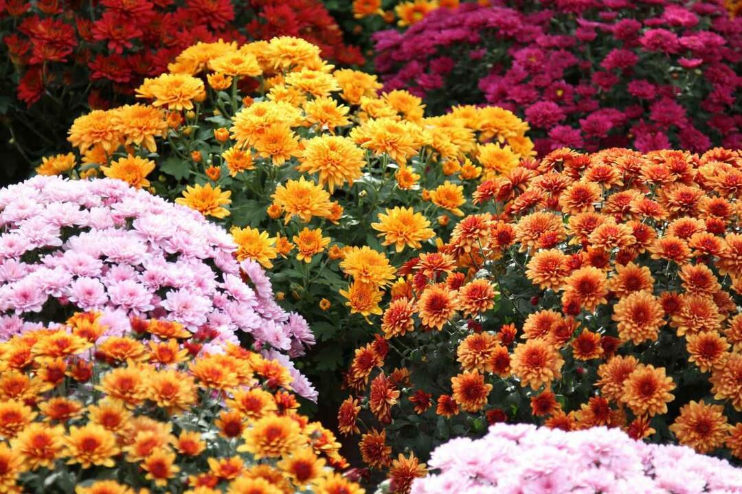 Kokios yra lapkričio gėlės? Gėlių naudojimas rudens sezono namų dekoravimui