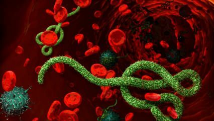 Kas yra Ebolos virusas? Kaip perduodamas Ebolos virusas? Kokie yra Ebolos viruso simptomai? 
