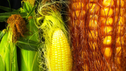 Ar virti kukurūzai priaugs svorio, kiek kalorijų? Greitas lieknėjimas su kukurūzų košės arbata