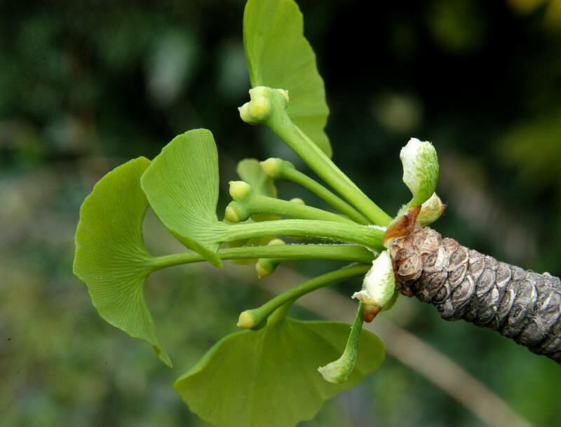 ginkmedžio biloba ypač naudinga smegenų sveikatai