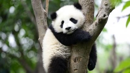 Mažiausia pasaulyje panda gimė Kinijoje
