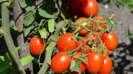 Kaip auginti pomidorus puode? Lengviausias pomidorų auginimas