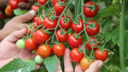 Kuo nauda valgyti pomidorus ant sahuro? Kokie yra žalių pomidorų pranašumai? 