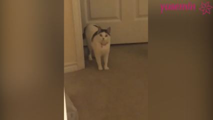 Katė, kuri reaguoja į namus grįžtančius svečius!