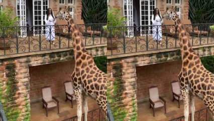 Moteris rankomis maitina žirafą iš balkono! 