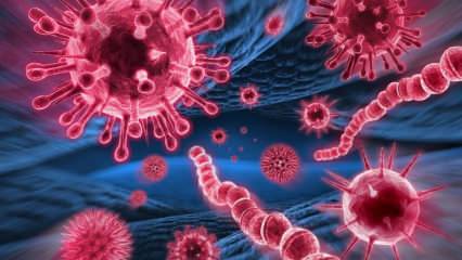 Kas yra Merso virusas? Kokie yra Merso viruso simptomai? Kaip perduodamas Merso virusas?