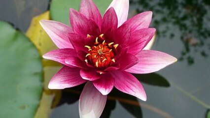 Kaip namuose prižiūrėti lotoso (vandens lelijos) gėlę?