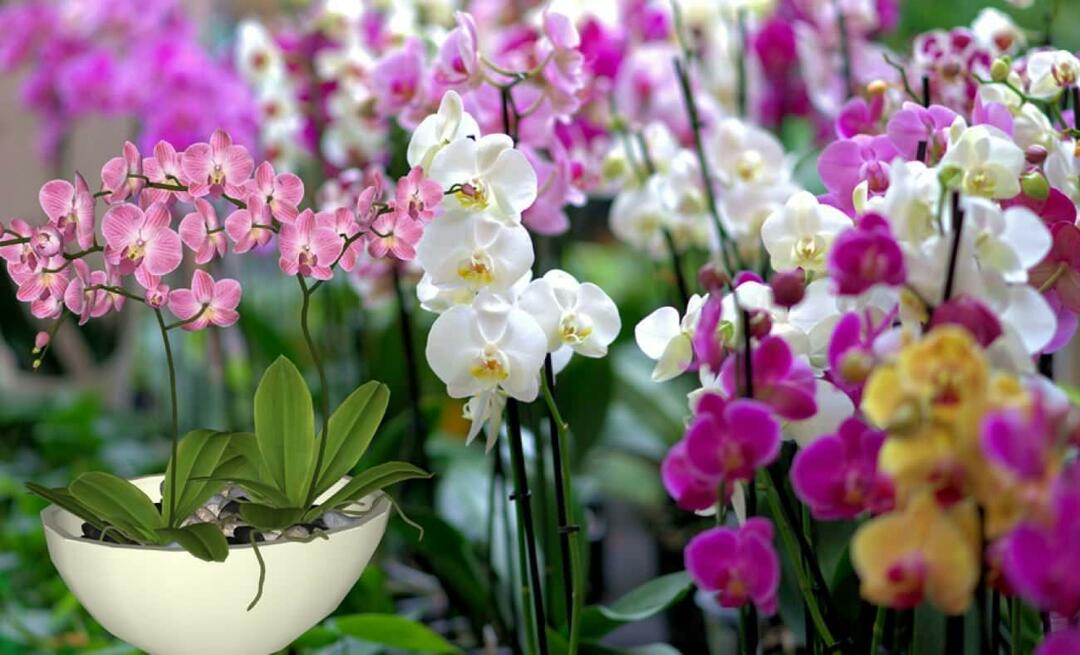 Kaip prižiūrėti orchidėjas? Kaip dauginti orchidėjų žiedus? 5 dalykai, kurių nemėgsta orchidėjų gėlės