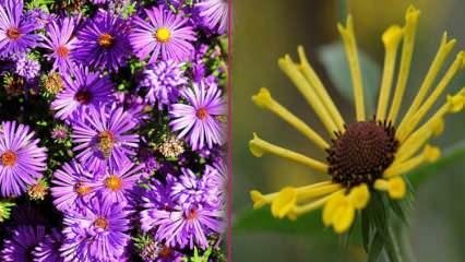 Kokias gėles sodinti rudenį? 5 augalai, kuriuos galite pasodinti rudenį