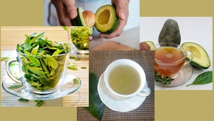 Kuo naudinga avokado lapų arbata? Kaip paruošti avokado lapų arbatą?