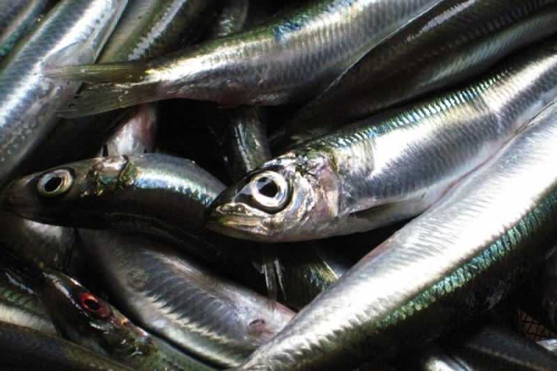 sardinė turi didžiausią aliejaus vertę tarp žuvų rūšių