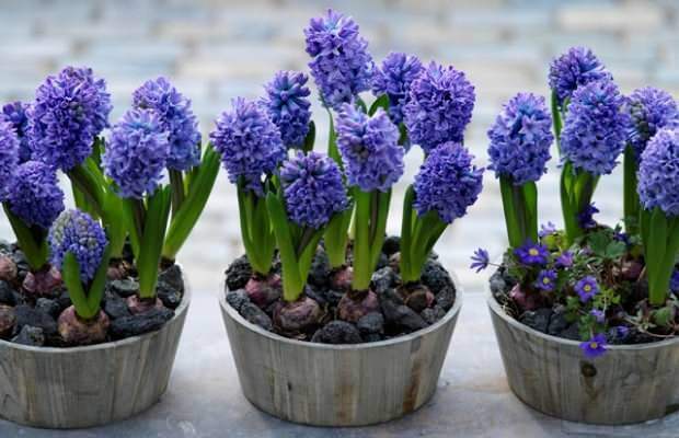 Kaip dauginti hiacinto gėles