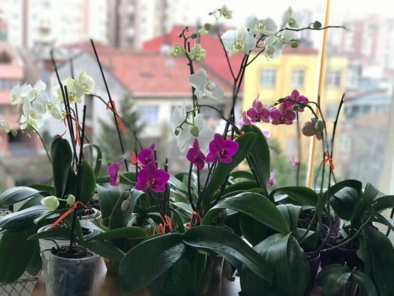 Kaip prižiūrėti orchidėjas? Kaip laistyti orchidėją namuose? Orchidėjų atgaivinimo būdas