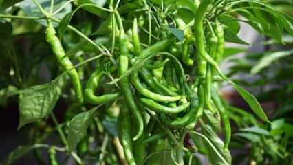 Kaip auginti žaliuosius pipirus vazonuose? Kokios yra paprikų auginimo namuose gudrybės?