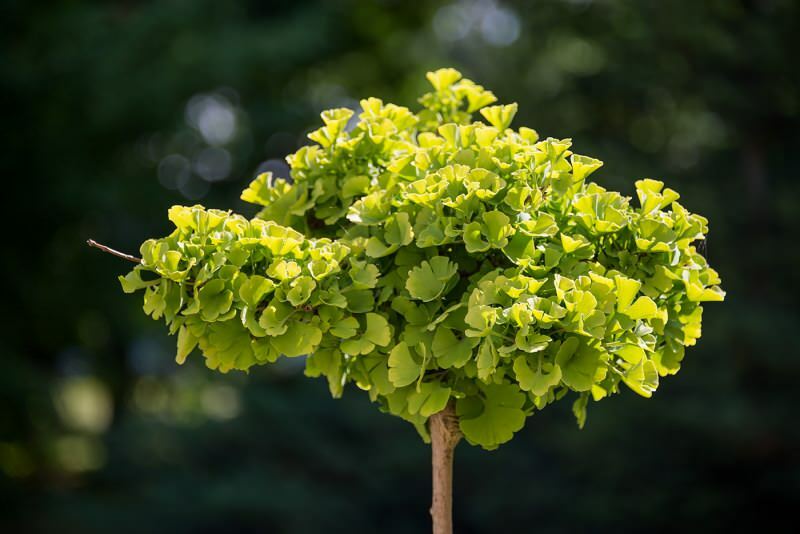 ginkmedžio biloba augalo vaizdas