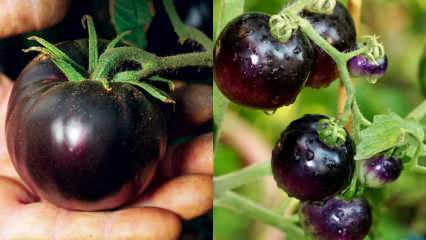 Vėžio priešas: kas yra juodas pomidoras? Kuo naudingi juodieji pomidorai?