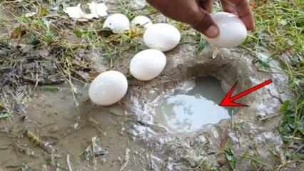 „YouTube“ fenomenas pagavo žuvį, sulaužydamas kiaušinį vandenyje! Čia yra stulbinantis rezultatas ...
