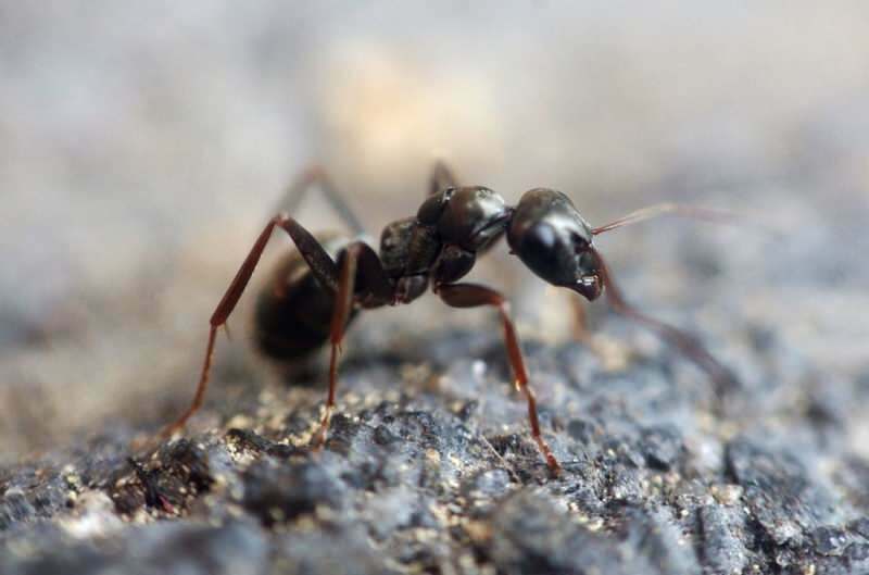 Veiksmingas skruzdžių pašalinimo būdas namuose! Kaip skruzdėles galima sunaikinti neužmušant?