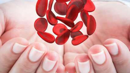 Kas yra Viduržemio jūros anemija (talasemija)? Kokie Viduržemio jūros anemijos simptomai? Viduržemio jūros anemijos gydymas