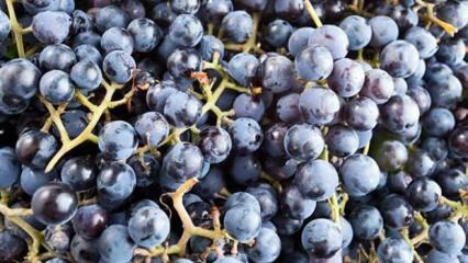 Kas yra kvepianti vynuogė ir kokia jos nauda?