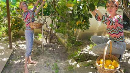 Dainininkė Tuğba Özerk savo sode nuskynė citrinas nuo medžio!