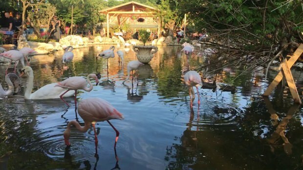 Kaip nuvykti į Flamingoköy?